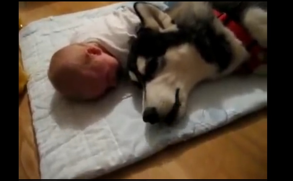 bebe et chien pleure ensemble lol