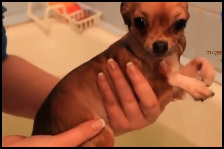 chien bain toilettage canin