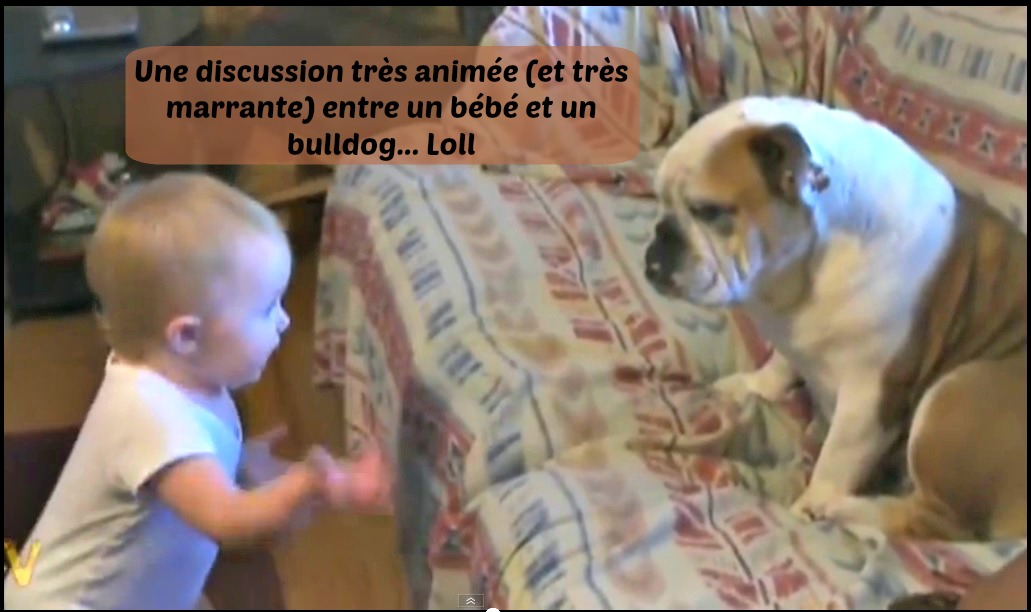 chien bebe parle