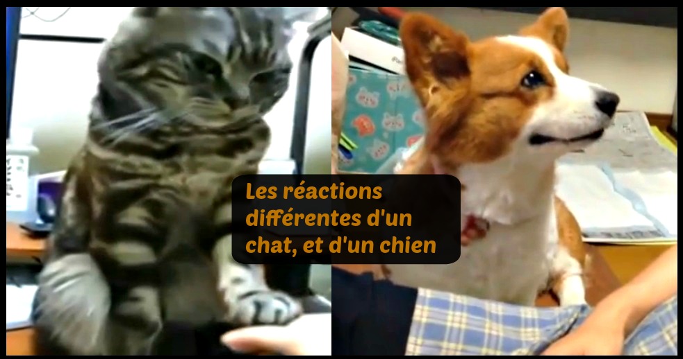 chien chat reagi different