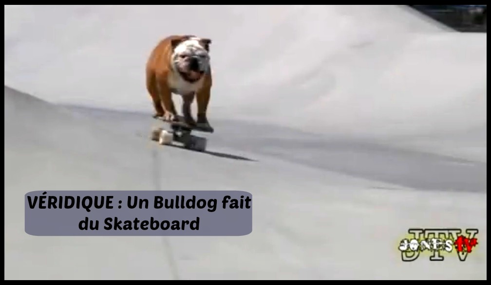 chien pro skateboard