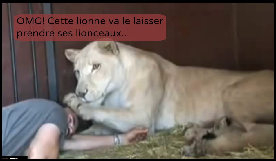 lion lionceaux animal