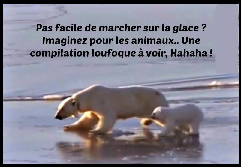 animaux glisse glace lac hiver froid