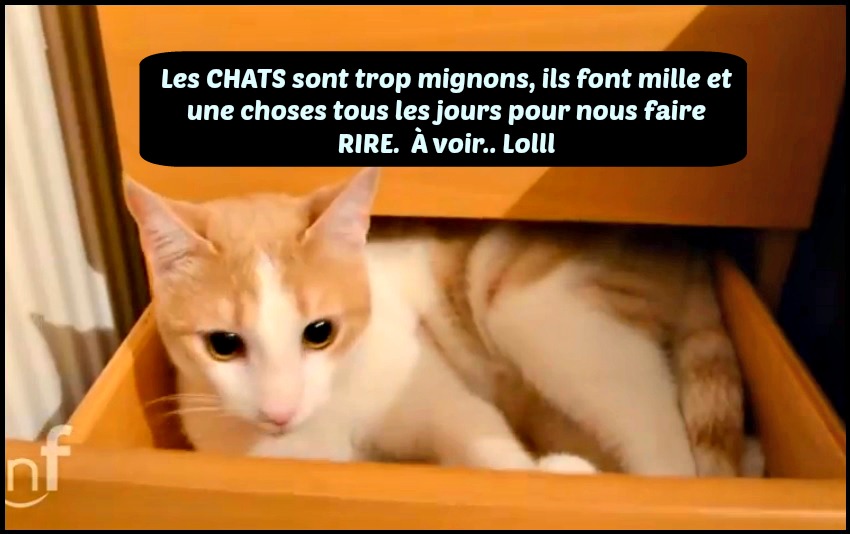 chat drole rire