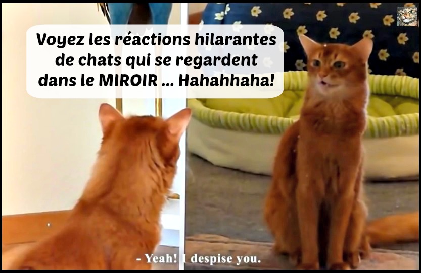 chat image miroir rire