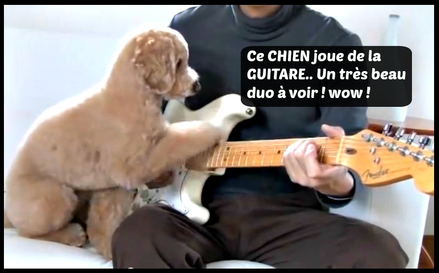 chien joue guitare pro