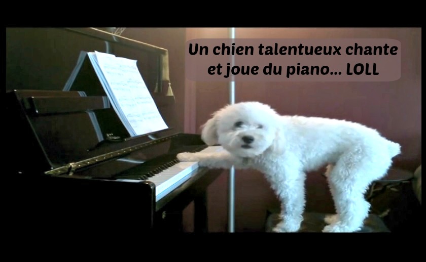 chien talent chante piano