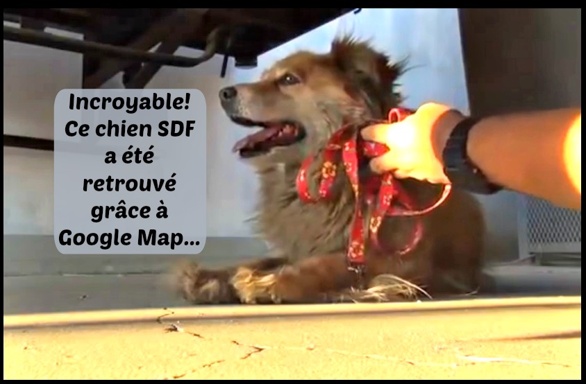 google map street view sauve chien