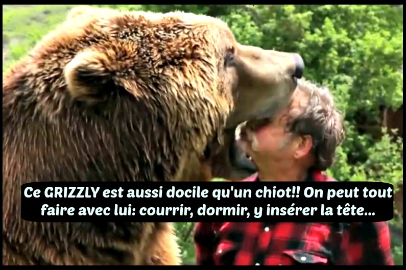 Grizzly homme tete