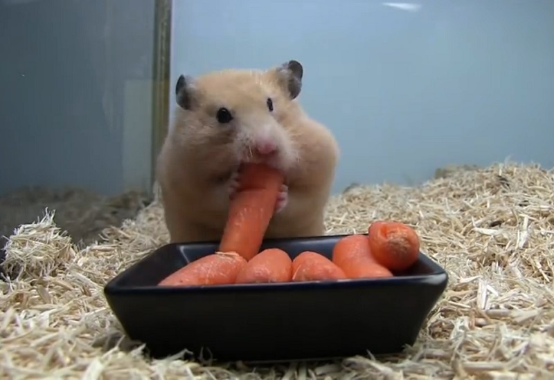 hamster mange nourriture