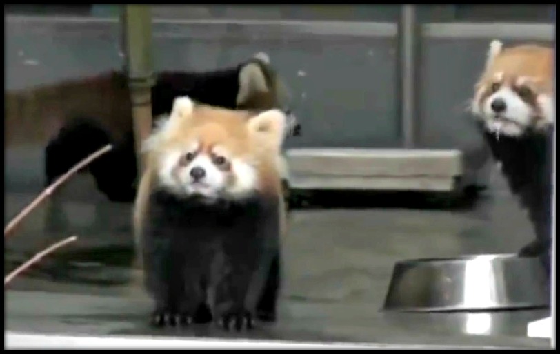 bebe panda roux