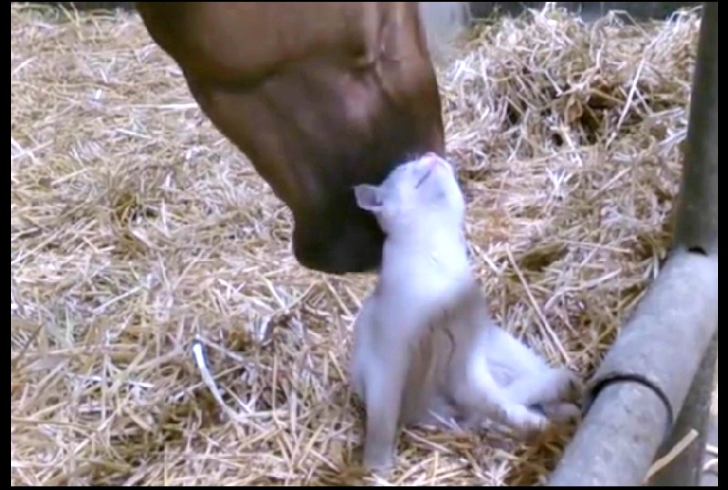 cheval chat calin