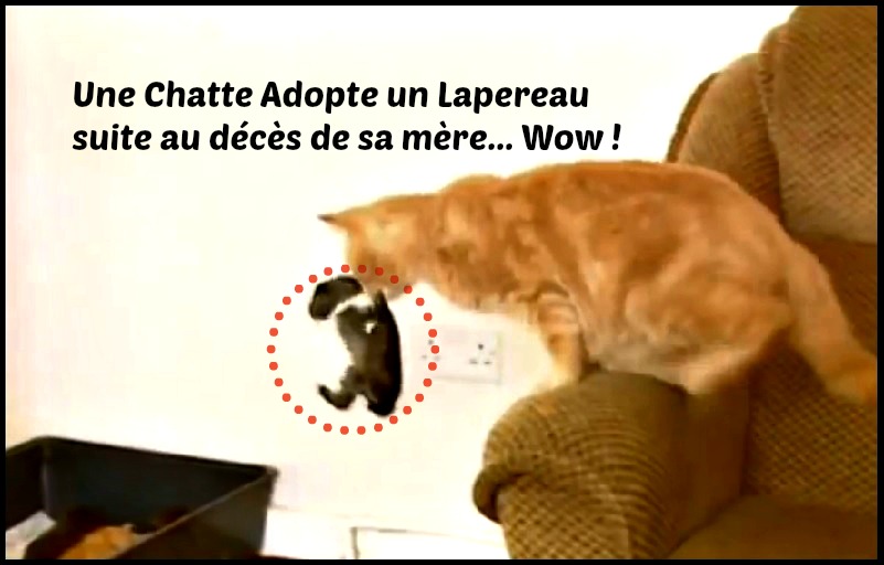 chat lapin adoption