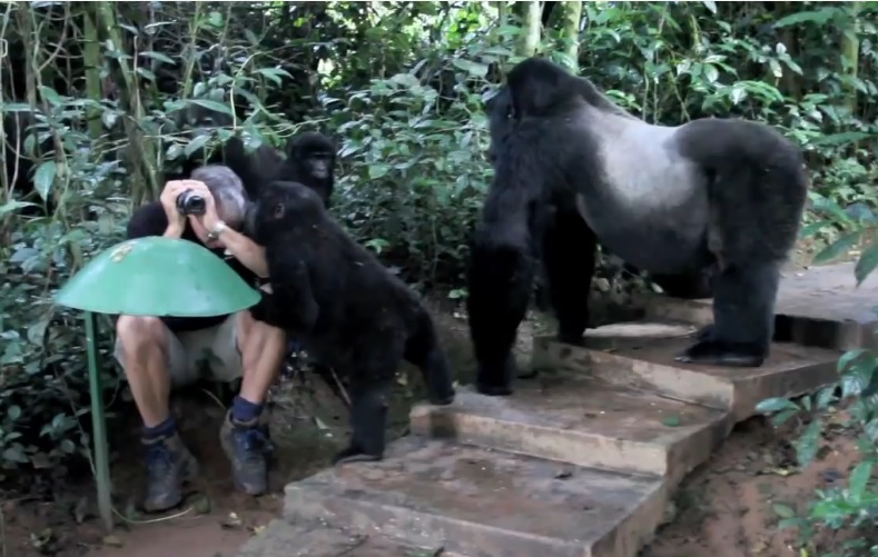 homme famille gorille