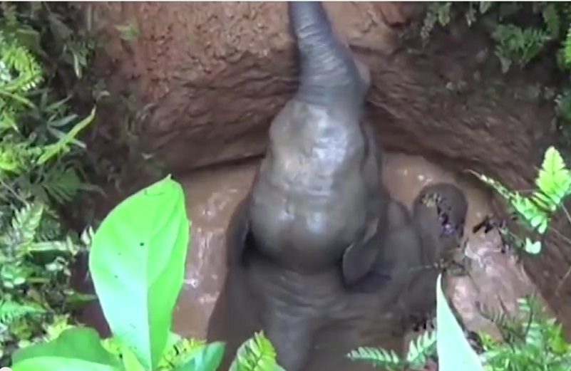 bebe elephant sauvetage