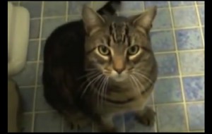 chat obeissant dresser