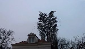 arbre geant oiseau video