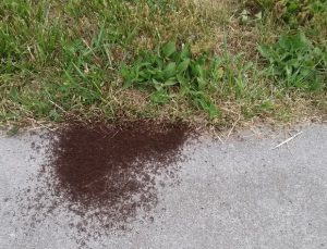 astuce fourmis gazon savon