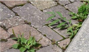 mauvaise herbe solution astuce