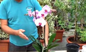 refaire fleurir une orchidee entretien fleur
