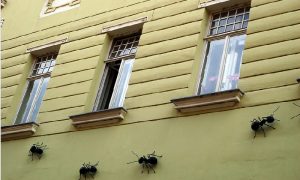 astuce fourmis maison naturelle
