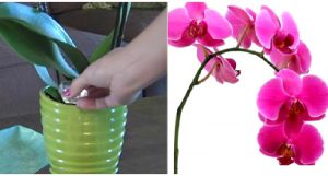astuce orchidee fleur
