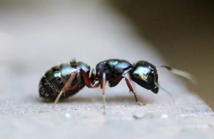 fourmis debarrasser astuce sel