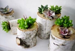 astuce jardin succulente fleurs