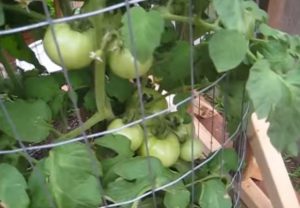 astuce jardin tomate engrais