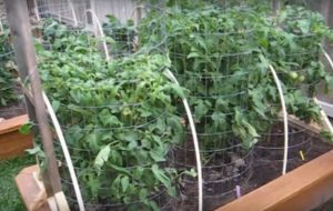 astuce jardin tomate terre engrais