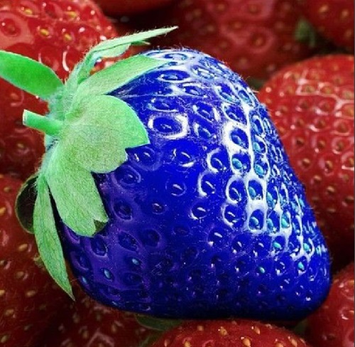 300×exotiques graines de fraises bleues de délicieux fruits des plantes jar 
