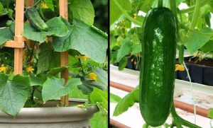 astuce planter concombre jardin