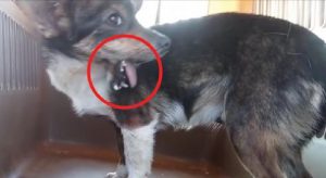 chien museau