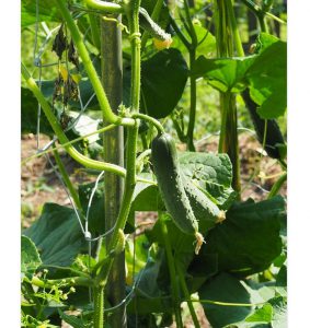 jardin plant comcombre conseil