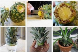 astuce ananas