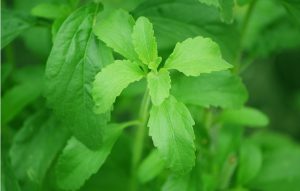 astuce arreter fumer plante stevia