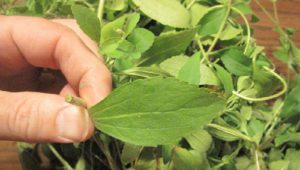 astuce cesser fumer plante stevia