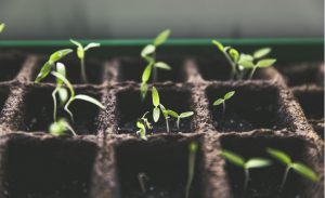 astuce faire plant tomate