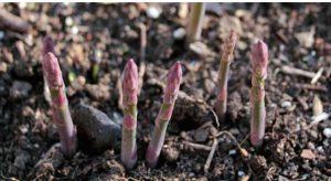 astuce faire pousser asperge