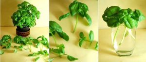 astuce faire pousser basilic