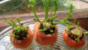 astuce faire pousser carottes