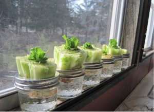 astuce faire pousser salade