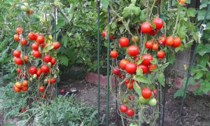 astuce jardin plant tomate