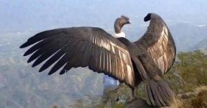 condor oiseau libre ciel
