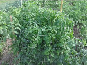 astuce jardin tomate plant