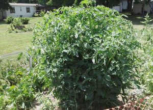 astuce jardin tomate plants