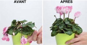 avant apres plante