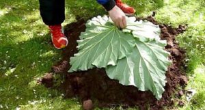 bricolage jardin feuille de rhubarbe