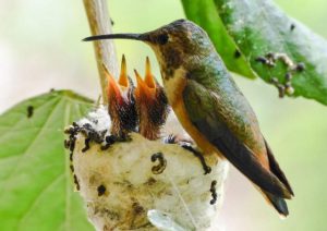 petit oeufs miniatures oiseaux