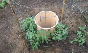plant tomates 1 dollar astuce